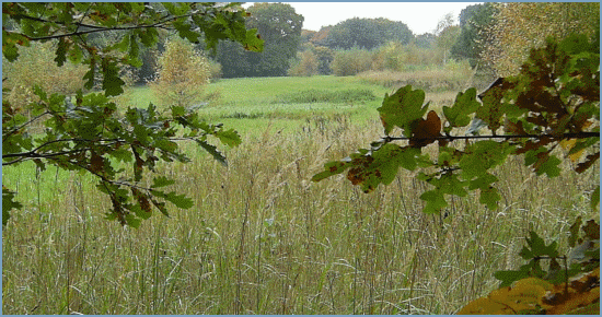 Der Sachsenwald