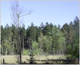 Der Sachsenwald