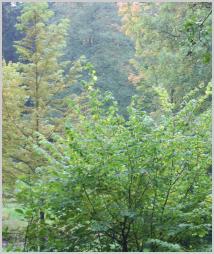 Der Sachsenwald