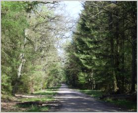 Der Sachsenwald