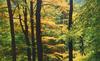Der Sachsenwald