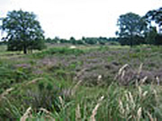 Naturschutzgebiet Wahner Heide