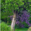 Botanischer Garten Loismann