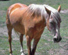 Ponyhof Recke
