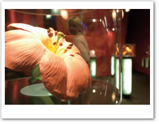 Azaleen-Ausstellung