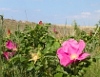 Der Botanische Garten Rostock