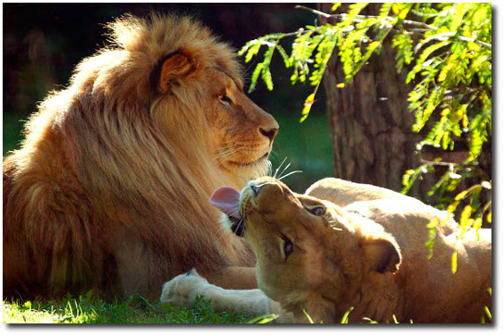 Rostocker Zoo