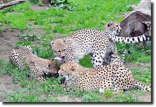 Rostocker Zoo