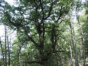 Grevesm�hlen 