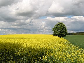 Neukloster