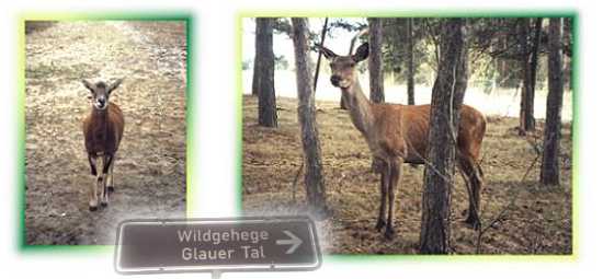 Wildgehege Glauer Tal