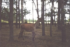 Wildgehege Glauer Tal