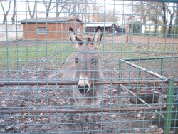 Heimattierpark Dahme / Mark