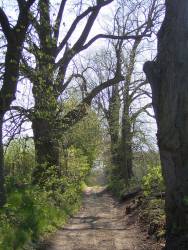 Hohenwalde in der Uckermark