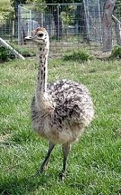 Strau�enhof (Ostrich Farm) Berkenlatten