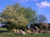 Der Biber in Annenwalde