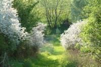 Gro�steingrab zwischen M�row und Frauenhagen