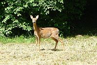 Nationalpark  Biosph�renreservat Schorfheide-Chorin