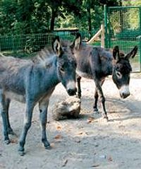 Tierpark Angerm�nde