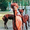 Tierpark Angerm&uuml;nde