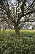 Landschw�rmer - Uckerm�rkische Stimmungen 