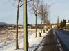 7000 Eichen