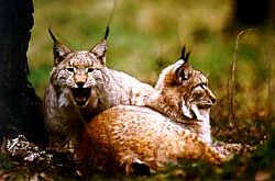 Naturzentrum & Wildpark Kn�ll