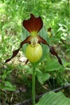 Orchideen im Leutra- und Kleinertal bei Jena