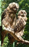 Tierpark "Fasanerie" Arnstadt