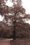 Gro&szlig;er Garten