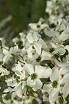 Botanischer Garten