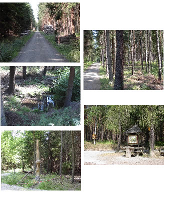 Der Werdauer Wald