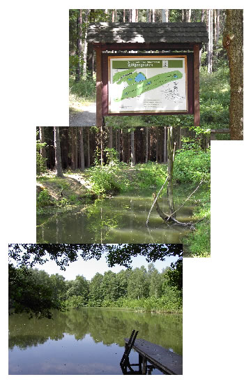 Der Werdauer Wald