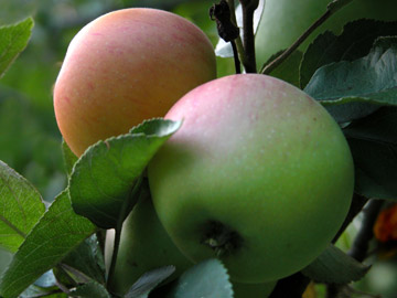 Schirgiswalder Apple Days
