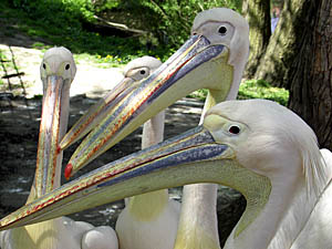 Zoo Hoyerswerda