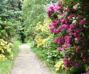 Rhododendron and Azalea Park Hutberg