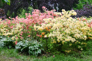 Rhododendron and Azalea Park Hutberg