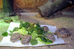 Nachwuchs im Zoo Hoyerswerda