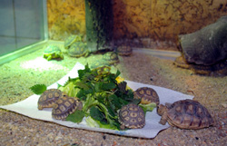 Nachwuchs im Zoo Hoyerswerda