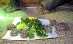 Nachwuchs im Zoo Hoyerswerda