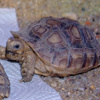 Nachwuchs im Zoo Hoyerswerda