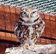 Tierpark Bischofswerda