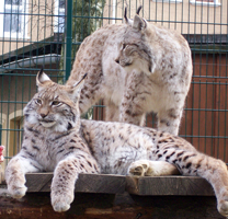 Tierpark Bischofswerda