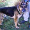 Anouk sucht ein liebevolles Zuhause