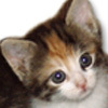 4 kleine Katzenbabys suchen ein neues Zuhause.
