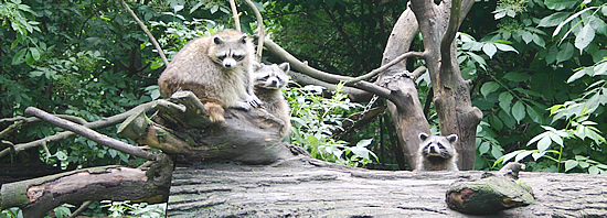 Tierpark Zittau