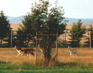 Wildgehege an der Birkmühle