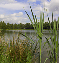 Schlegler Teiche 