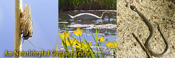Teichlehrwanderweg durch die Guttauer Teiche