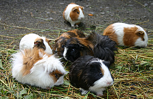 Nauturschutz-Tierpark G�rlitz e.V.